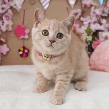 ブリティッシュショートヘア【大阪府・女の子・2025年1月18日・クリームマッカレルタビー（ショートヘア）】の写真「とっても甘えん坊♪遊ぶの大好き♡」