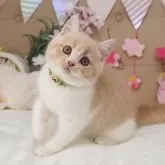 スコティッシュフォールド(立ち耳)