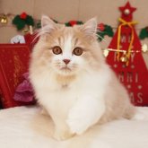 スコティッシュフォールド(立ち耳)