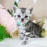 アメリカンショートヘア