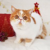 エキゾチックショートヘア