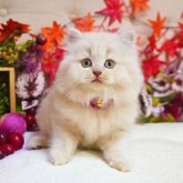 ブリティッシュショートヘア