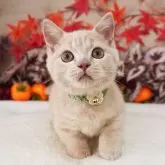 マンチカン(短足)