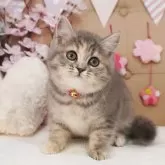 スコティッシュフォールド(立ち耳)