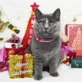 ブリティッシュショートヘア【大阪府・女の子・2024年7月28日・ブルークリーム】の写真1