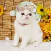 エキゾチックショートヘア