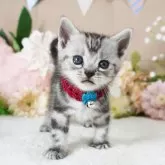 アメリカンショートヘア