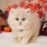 ブリティッシュショートヘア