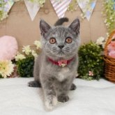 ブリティッシュショートヘア