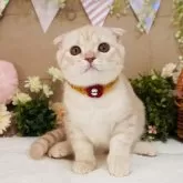 スコティッシュフォールド(折れ耳)