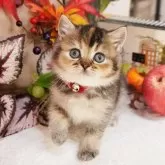 ブリティッシュショートヘア