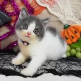 スコティッシュフォールド(立ち耳)