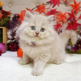 ブリティッシュショートヘア