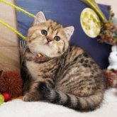 スコティッシュフォールド(立ち耳)