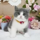 マンチカン(長足)【大阪府・女の子・2025年1月17日・ブルー&ホワイト】の写真1