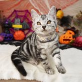 アメリカンショートヘア