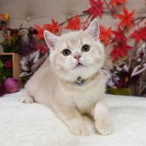 ブリティッシュショートヘア