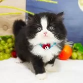 ブリティッシュショートヘア