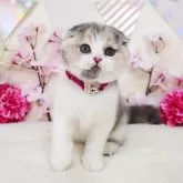 スコティッシュフォールド(折れ耳)