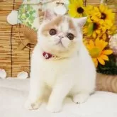 エキゾチックショートヘア