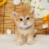 ブリティッシュショートヘア