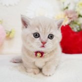 マンチカン(短足)