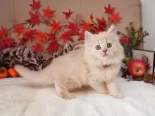 マンチカン(長足)【大阪府・男の子・2025年9月5日・クリーム】の写真2