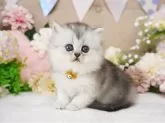 スコティッシュフォールド(立ち耳)【大阪府・女の子・2025年4月21日・シルバーティックドタビー】の写真2