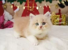 スコティッシュフォールド(立ち耳)【大阪府・男の子・2025年10月21日・クリームタビー&ホワイト】の写真2