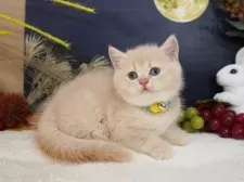 ブリティッシュショートヘア【大阪府・男の子・2025年7月25日・クリームティックドタビー】の写真2