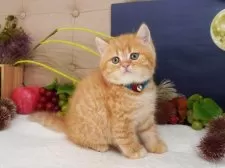 スコティッシュフォールド(立ち耳)【大阪府・男の子・2025年8月7日・レッドマッカレルタビー】の写真2