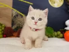 マンチカン(長足)【大阪府・女の子・2025年7月25日・クリームマッカレルタビー】の写真2