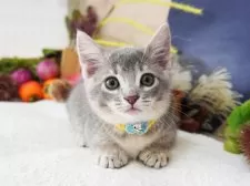 マンチカン(短足)【大阪府・男の子・2025年7月28日・ブルーティックドタビー】の写真3