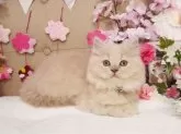 ブリティッシュショートヘア【大阪府・男の子・2024年12月28日・クリームマッカレルタビー】の写真3