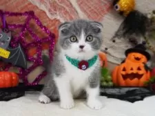 スコティッシュフォールド(折れ耳)【大阪府・男の子・2025年8月31日・ブルー&ホワイト】の写真3