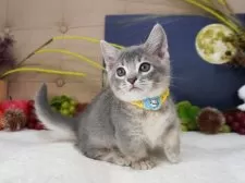 マンチカン(短足)【大阪府・男の子・2025年7月28日・ブルーティックドタビー】の写真4