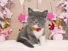 スコティッシュフォールド(立ち耳)【大阪府・女の子・2025年1月6日・ブルー&ホワイト】の写真4