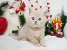 スコティッシュフォールド(立ち耳)【大阪府・男の子・2024年11月6日・クリームマッカレルタビー】の写真4