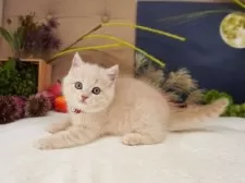 マンチカン(長足)【大阪府・女の子・2025年7月25日・クリームマッカレルタビー】の写真4