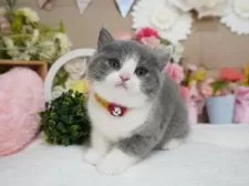 マンチカン(長足)【大阪府・女の子・2025年1月17日・ブルー&ホワイト】の写真4