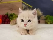 マンチカン(長足)【大阪府・女の子・2025年7月25日・クリームマッカレルタビー】の写真5