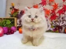 ブリティッシュショートヘア【大阪府・女の子・2025年9月5日・クリームマッカレルタビー】の写真5