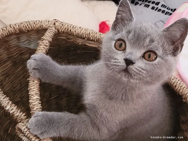 ID:2112-00422の子猫