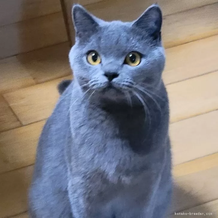 ID：2307-00730の子猫