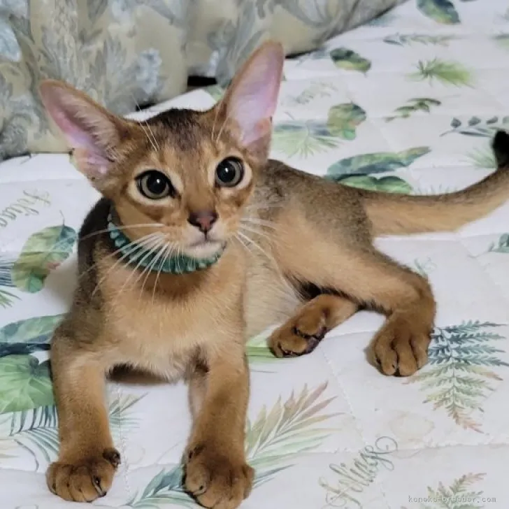 ID:2308-01597の子猫