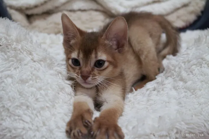 ハナ 様のお迎えした子猫
