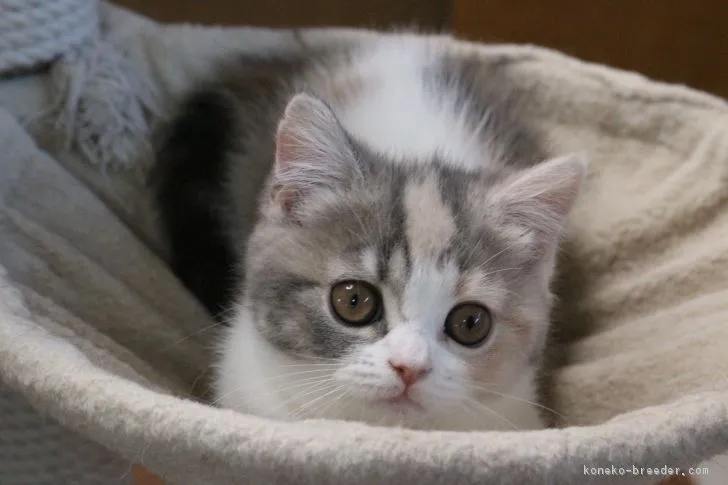 ID:1812-01108の子猫