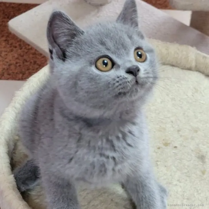 ID:2304-01447の子猫