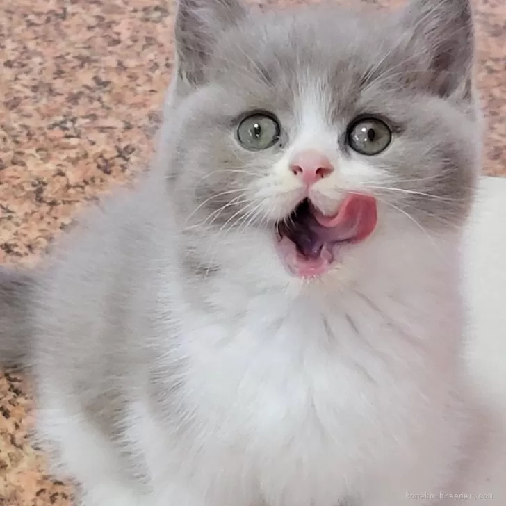 ID:2402-01867の子猫