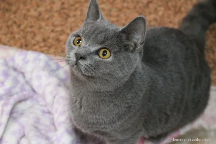 ID:1705-01296の子猫